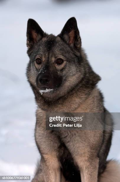 norwegian elk hound in snow, close-up - norwegian elkhound stock-fotos und bilder