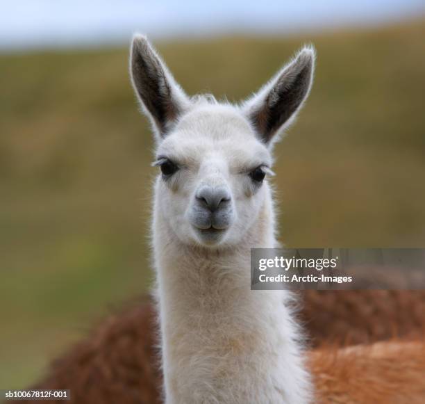 15,911 Llama Animal Photos and Premium High Res Pictures - Getty Images 15,911 Llama Animal Photos and Premium High Res Pictures - Getty Images