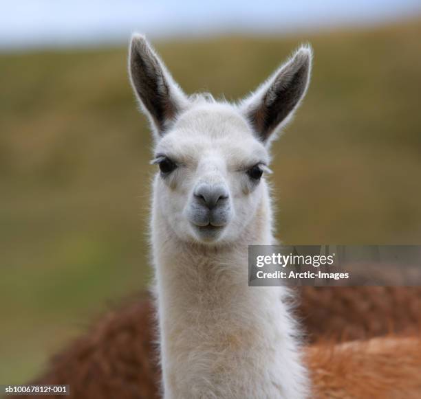 white llama (lama pacos), close-up - llama animal stock pictures, royalty-free photos & images