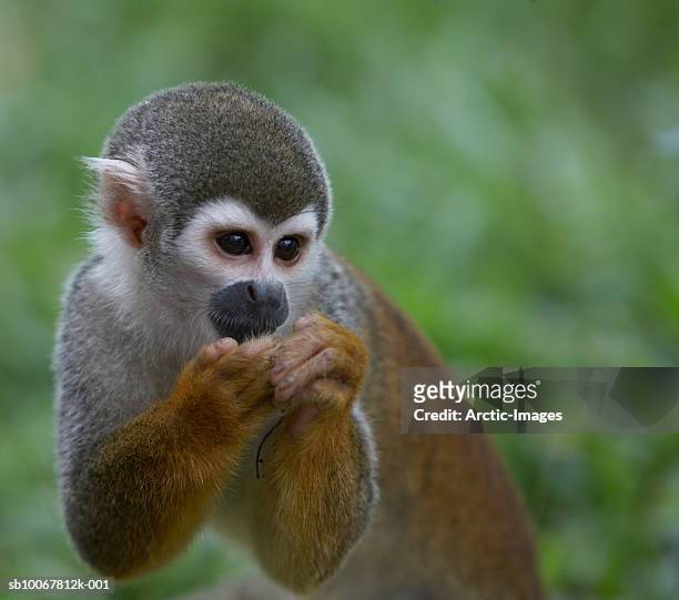 squirrel monkeys (saimiri sciureus) - dödskalleapa bildbanksfoton och bilder