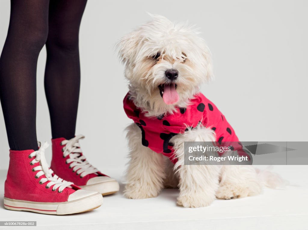 Low section of girl (8-9 years) standing by West Highland Terrier dog in ladybug outfit