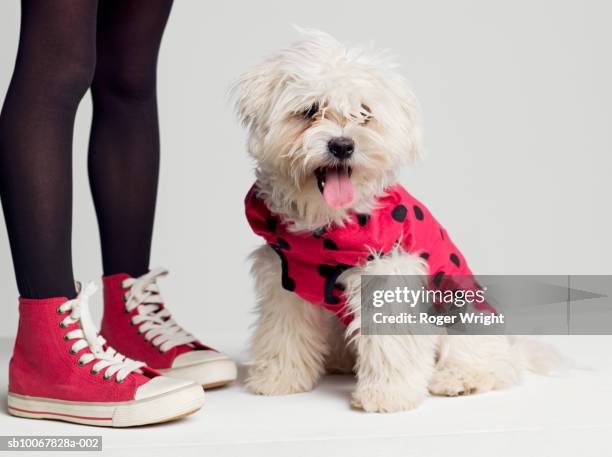 low section of girl (8-9 years) standing by west highland terrier dog in ladybug outfit - spotted dog stock pictures, royalty-free photos & images