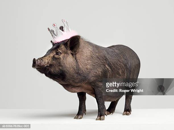pig with toy crown on head, studio shot - cerdo fotografías e imágenes de stock
