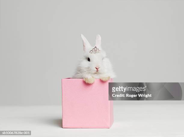 white bunny rabbit wearing tiara sitting in pink box, studio shot - lagomorphs stock-fotos und bilder