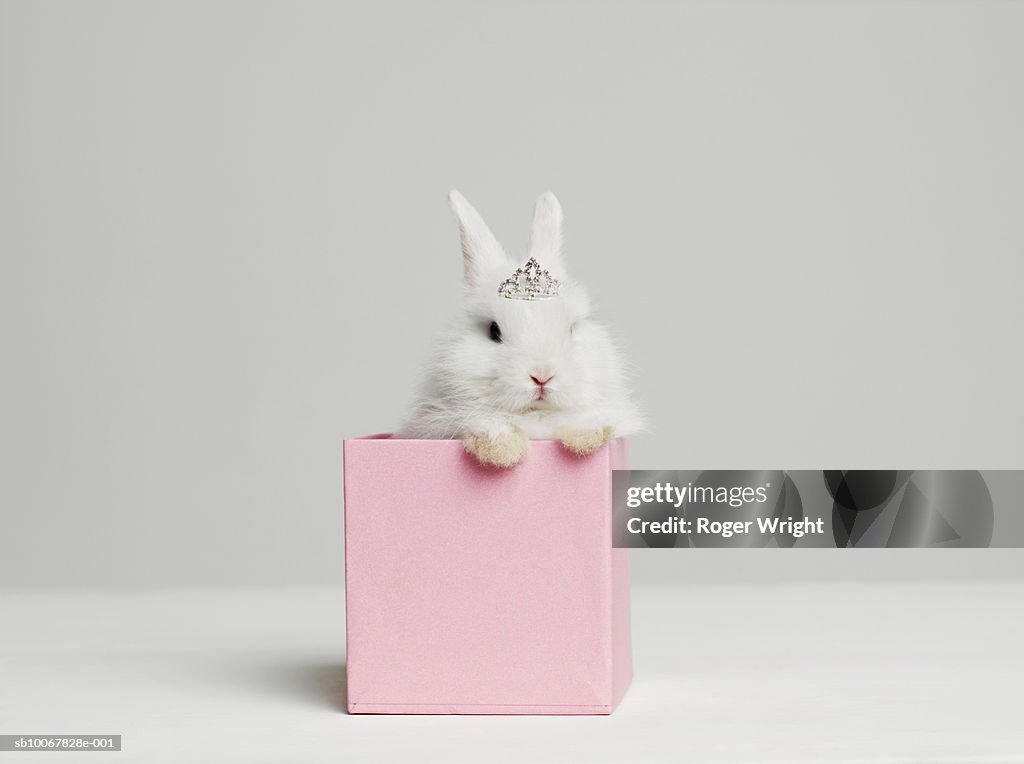 White bunny rabbit wearing tiara sitting in pink box, studio shot