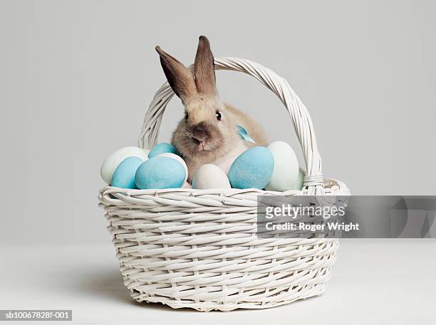 rabbit amongst coloured eggs in basket, studio shot - easter stock-fotos und bilder