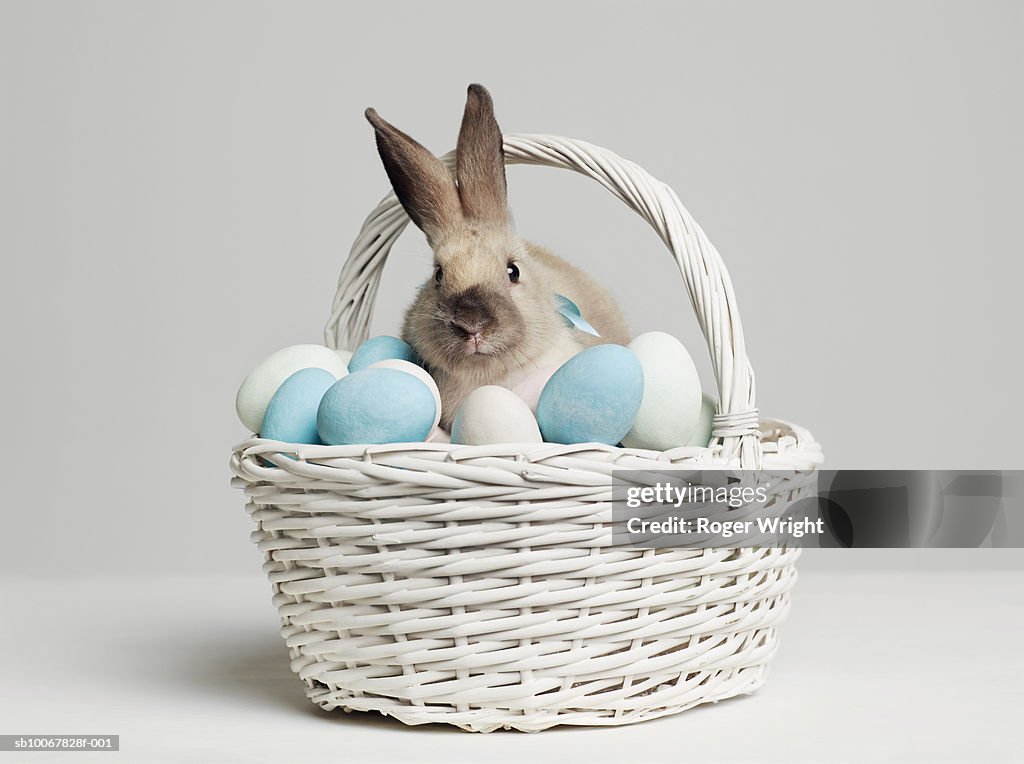 Rabbit amongst coloured eggs in basket, studio shot