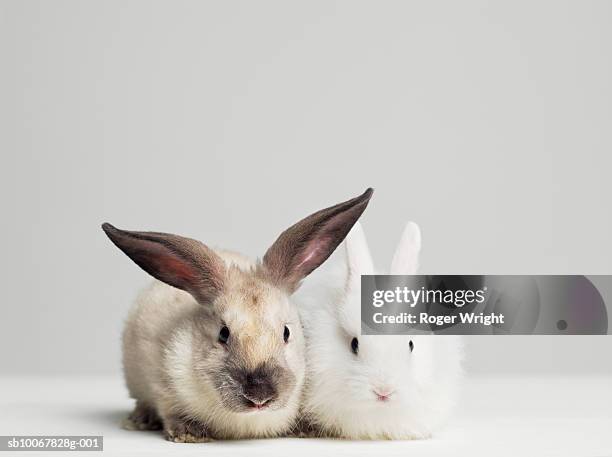 studio shot of two bunnies - lagomorfos fotografías e imágenes de stock