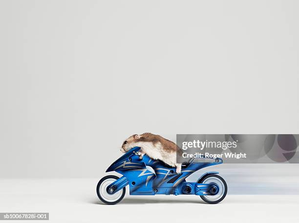 hamster sitting on toy motorcycle, side view, studio shot - fast studio stock pictures, royalty-free photos & images