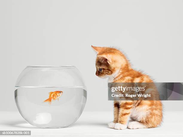 kitten looking at fish in bowl, side view, studio shot - kitten stockfoto's en -beelden