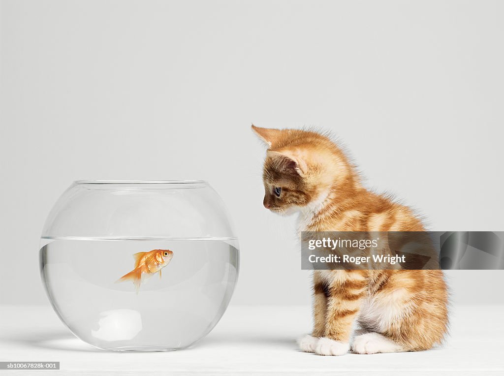 Kitten looking at fish in bowl, side view, studio shot