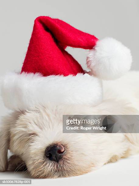 sleeping west highland terrier puppy wearing santa hat, close up - christmas kit stock-fotos und bilder