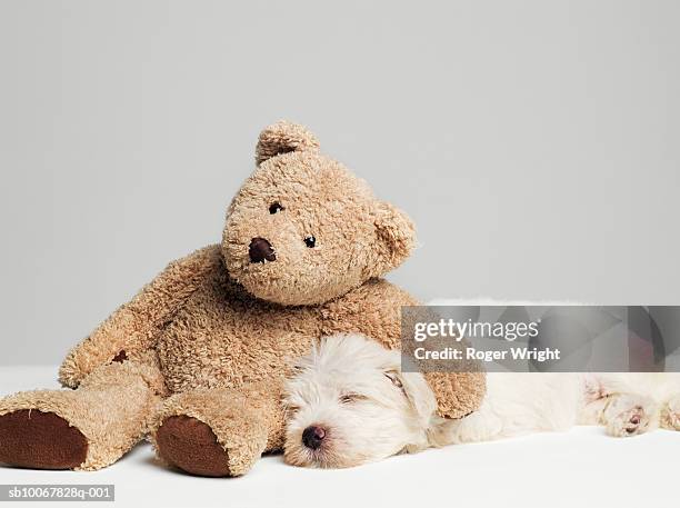 teddy bear resting on sleeping west highland terrier puppy, studio shot - cute animals cuddling photos et images de collection