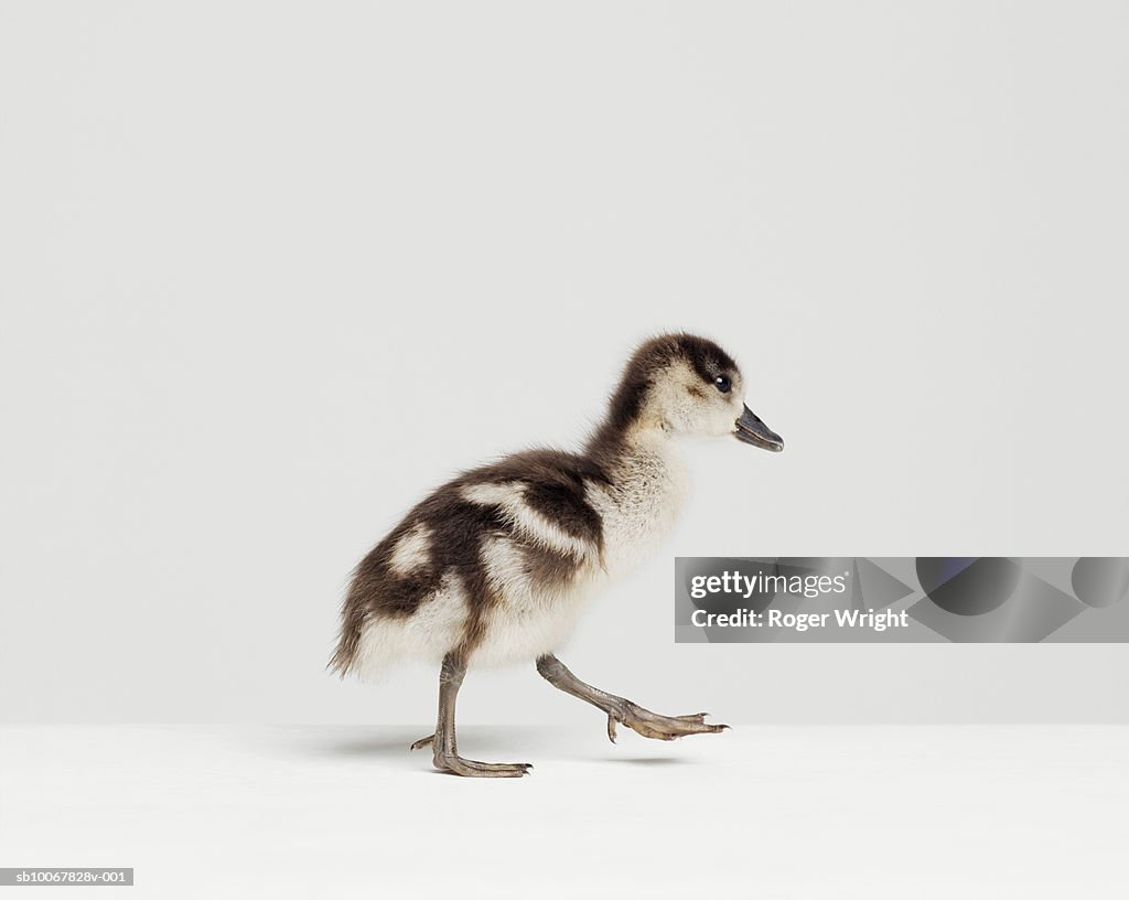 Duckling walking in studio, side view