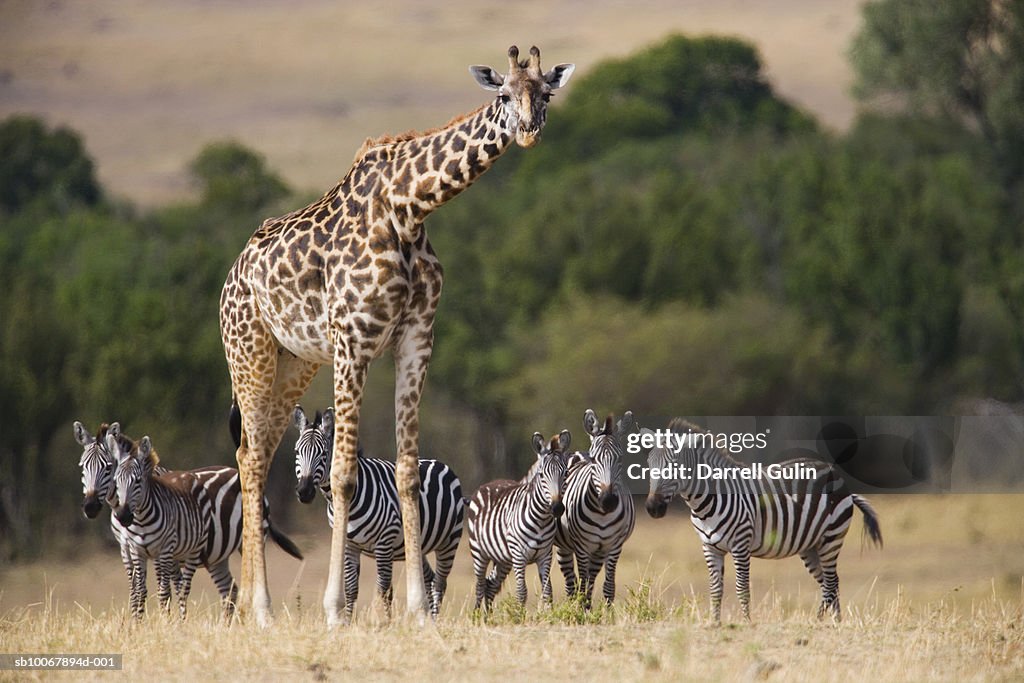 Giraffe and zebras on plain