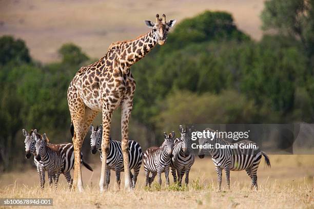 giraffe and zebras on plain - giraffe stockfoto's en -beelden