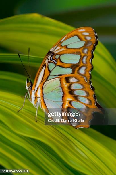 malachite butterfly (siproeta stelenes) on rhapis palm leaves (rhapis excelsa) - rhapis excelsa stock pictures, royalty-free photos & images
