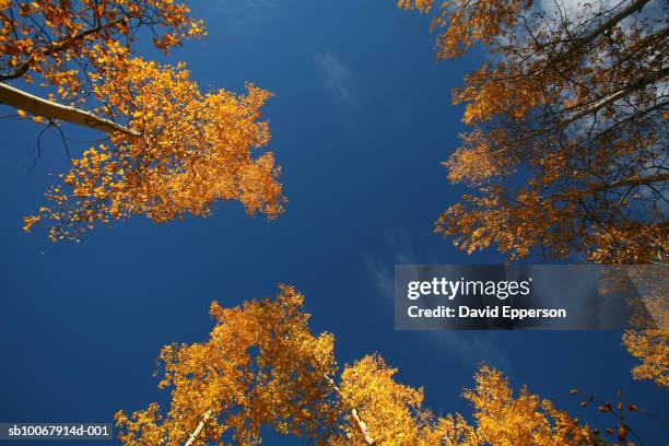 Fall Tree Top Angle 1,314 Tree Top Angle Stock Photos, High-Res Pictures, and Images ...