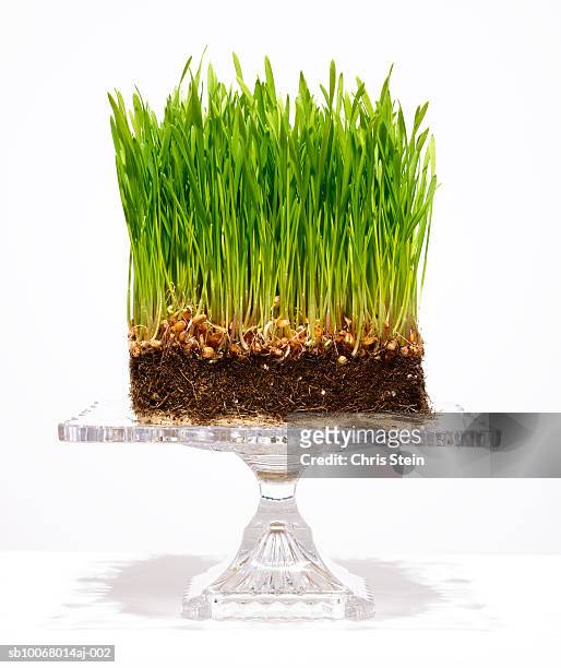 grass with soil and roots on cake tray - grass cut out stock pictures, royalty-free photos & images