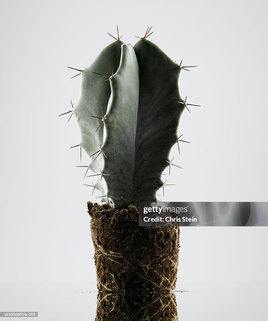 Cactus on white background