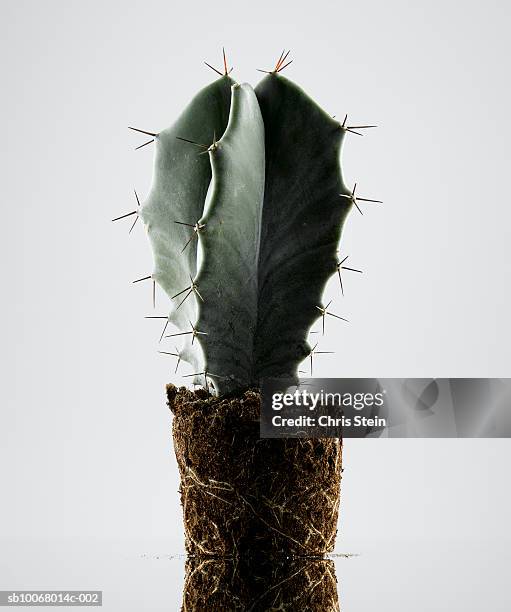 cactus on white background - sharp stock pictures, royalty-free photos & images