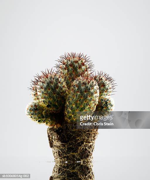 cactus on white background - kaktus stock-fotos und bilder