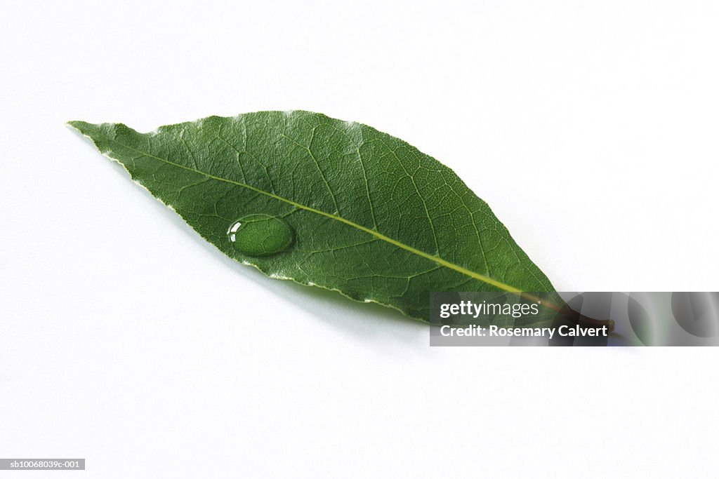 Bay leaf on white background