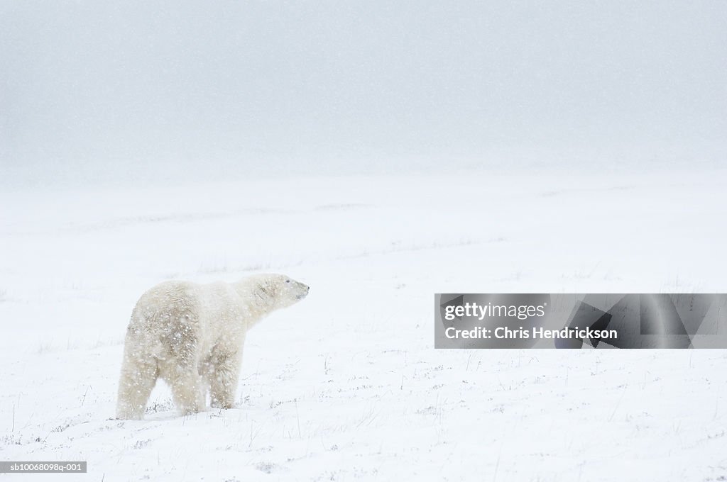 Canada, Manitoba, Churchill, Polar Bears walking in blizzard