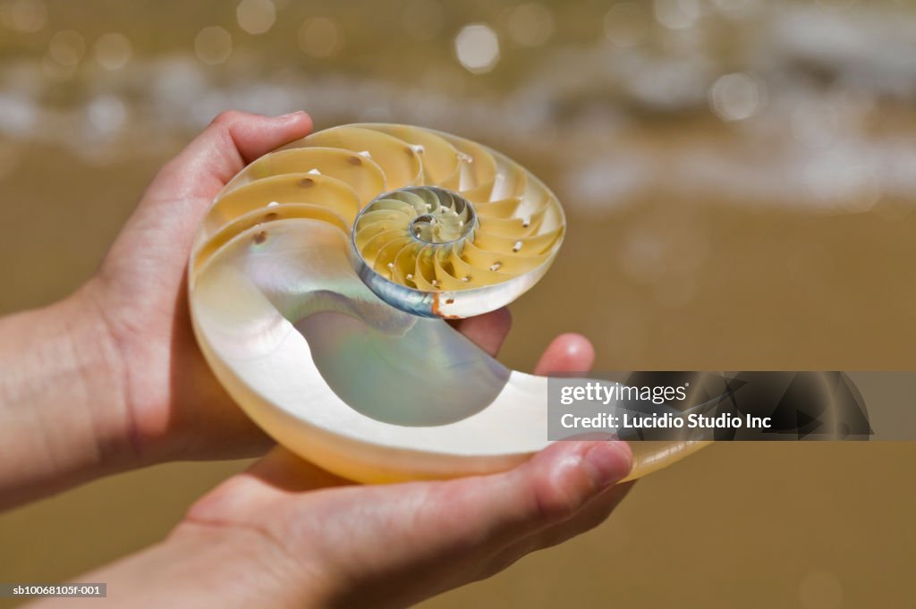 Magic Nautilus Shell Nautilus Shell On Beach