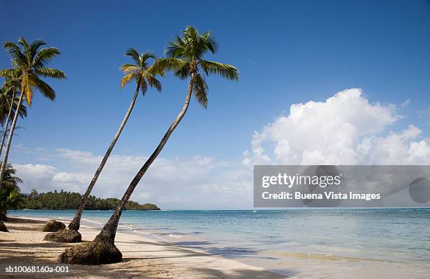 dominican republic, puerto plata, palm trees on beach - puerto plata imagens e fotografias de stock