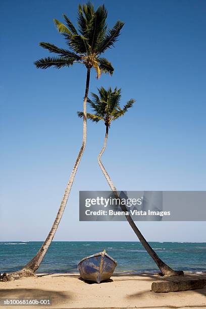 dominican republic, puerto plata, boat on beach between two plam trees - waaierpalm stockfoto's en -beelden