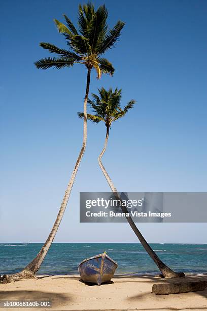 dominican republic, puerto plata, boat on beach between two plam trees - puerto plata imagens e fotografias de stock