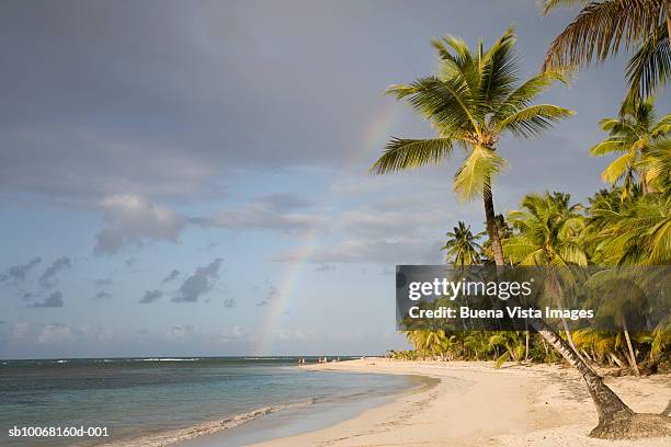 dominican republic, puerto plata, rainbow over palm trees on beach - puerto plata imagens e fotografias de stock