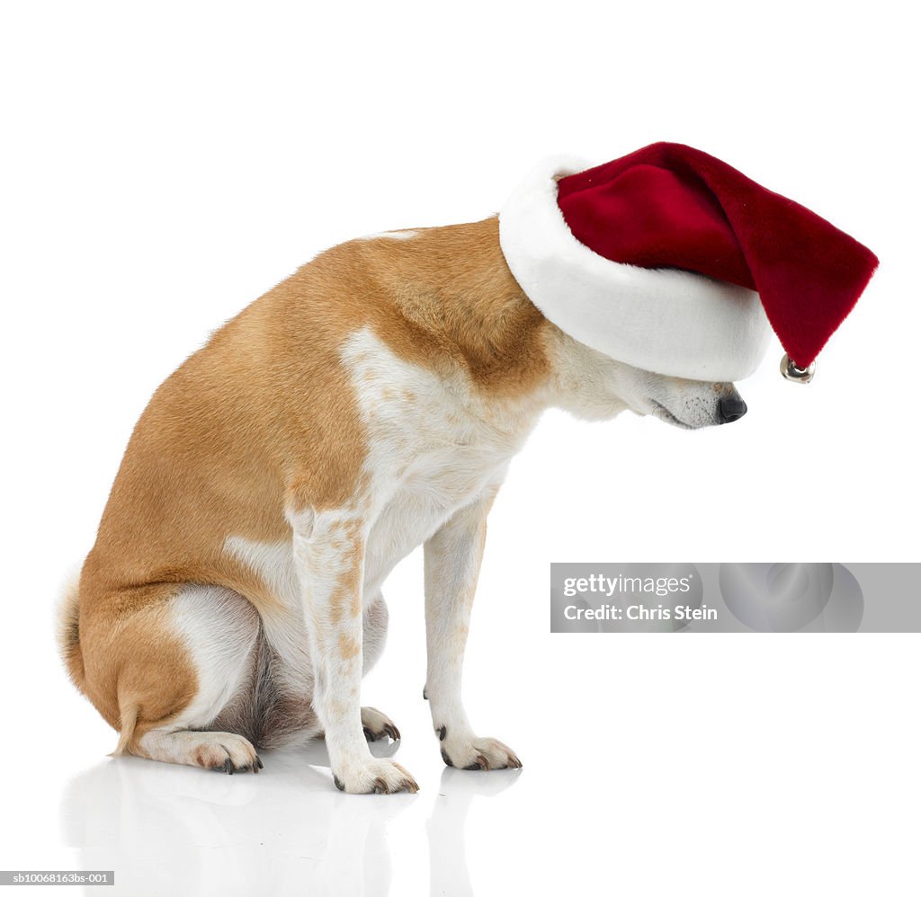 Studio shot of Shiba Inu dog wearing Santa hat