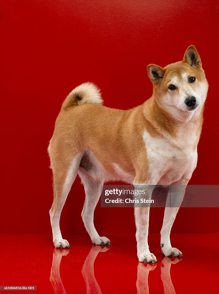Studio shot of Shiba Inu dog on red background