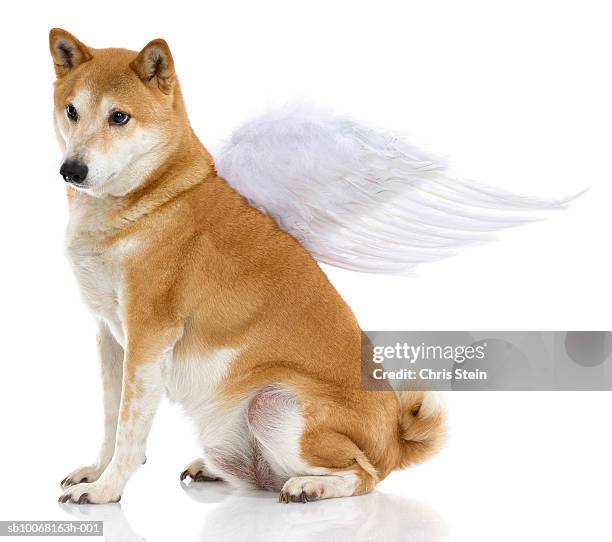 shiba inu dog with angel wings, studio shot - shiba inu fotografías e imágenes de stock
