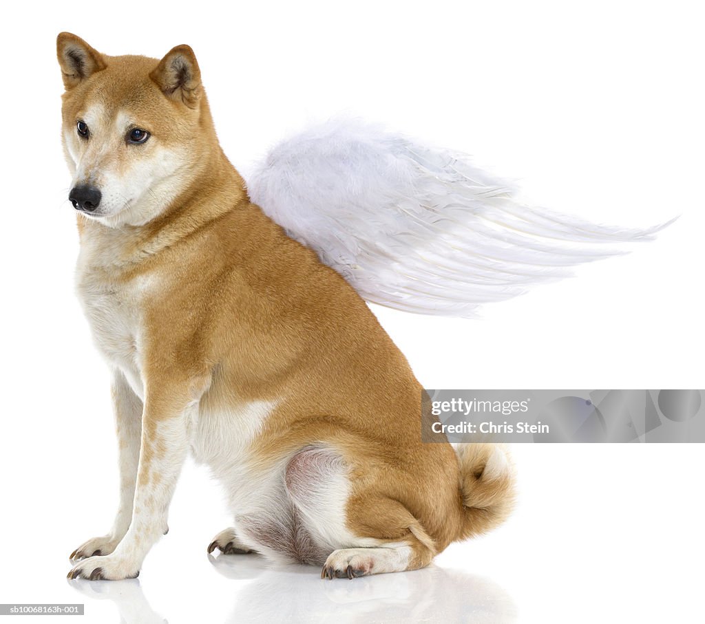 Shiba Inu Dog with angel wings, studio shot