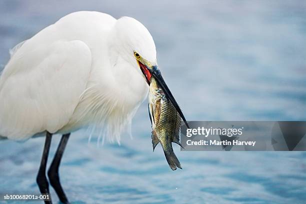 mozambique, benguerra island, little egret (egretta garzetta) with fish in beak, standing in water - sea water bird fotografías e imágenes de stock