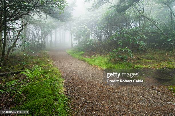 usa, north carolina, pisgah national forest, misty path in forest - pisgah national forest stock pictures, royalty-free photos & images