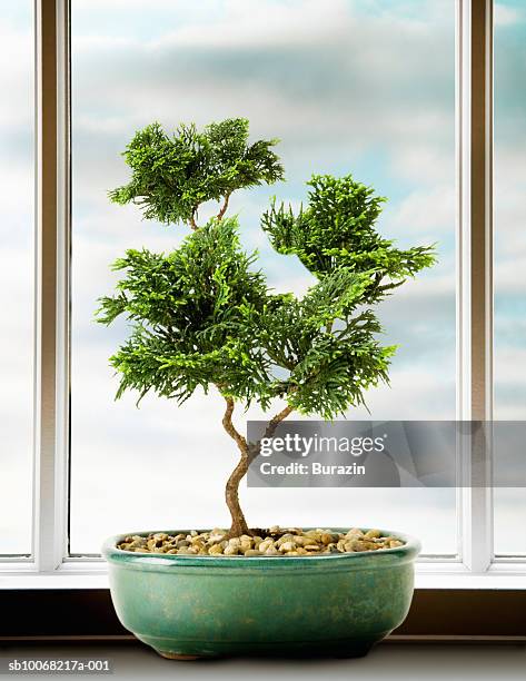 bonsai tree on window sill - bonsai imagens e fotografias de stock