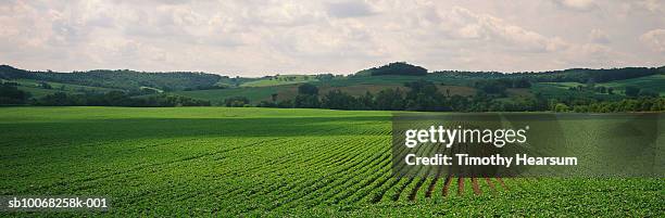 usa, iowa, dallas county, soybean field - rural iowa stock pictures, royalty-free photos & images