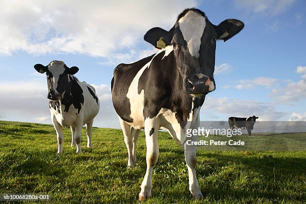 uk, cornwall, three cows standing in field - cows grazing stockfoto's en -beelden