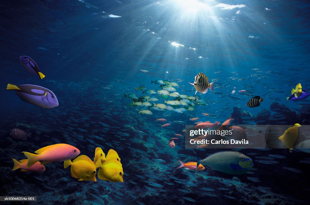 Tropical fish on reef, underwater