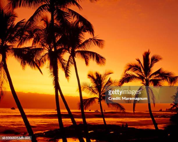 usa, hawaii, big island, kona, silhouettes of palm trees on beach at sunset - sunset beach hawaii stock pictures, royalty-free photos & images