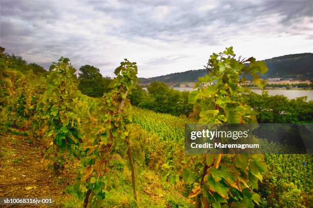 france, rhone-alpes, rhone valley, saint cyr sur rhone, vineyard - fluss rhône rhône alpes stock-fotos und bilder