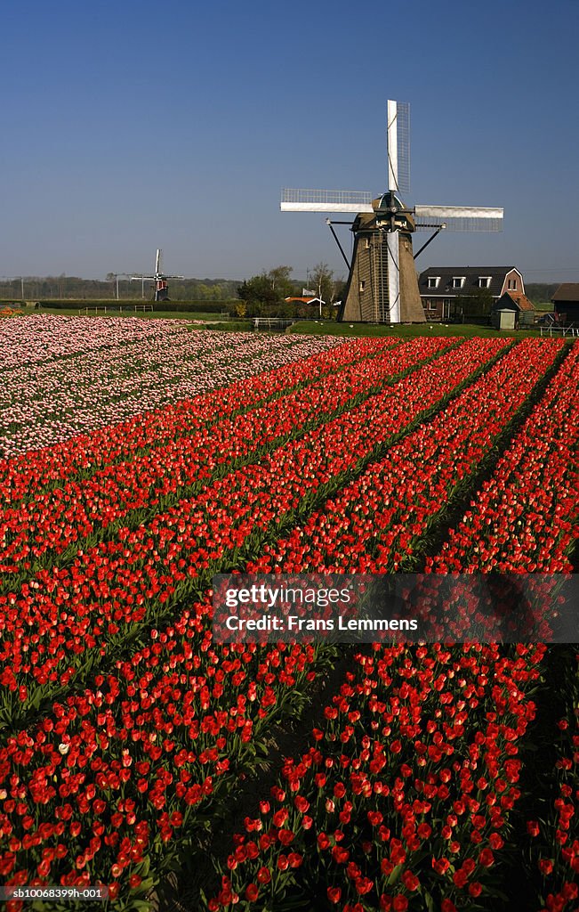 Holland, Lisse, tulip field and windmill