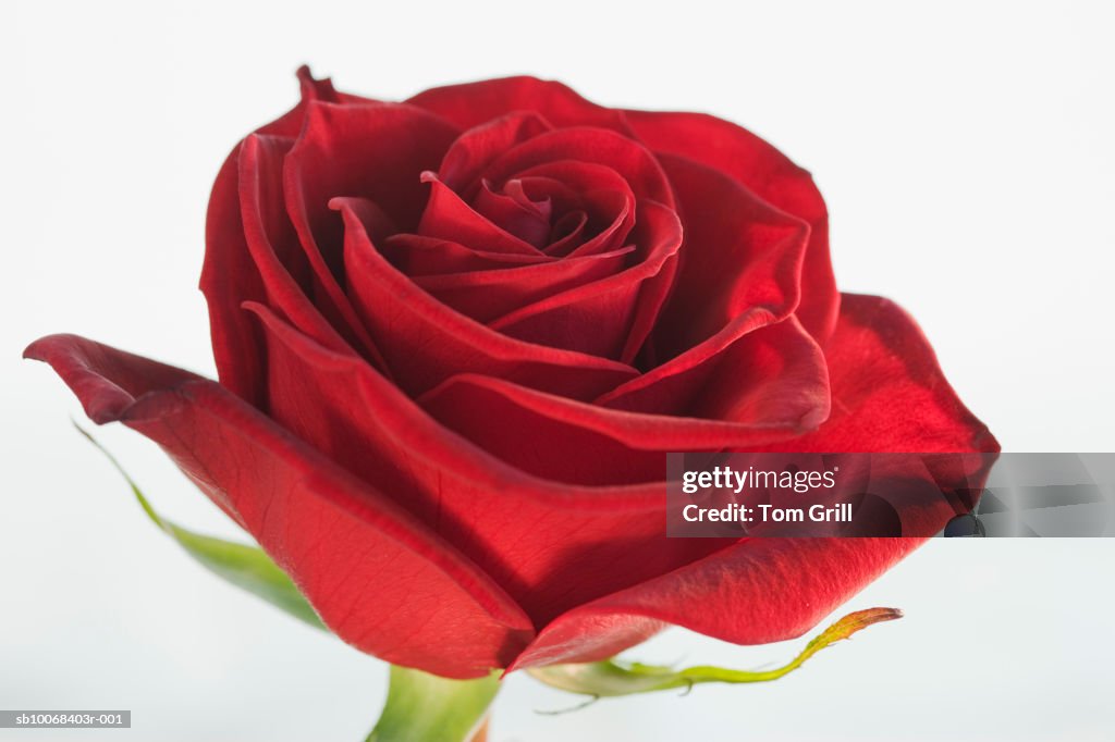 Red rose on white background