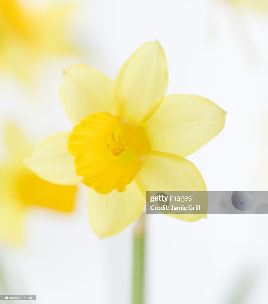 Daffodils, close-up (differential focus)