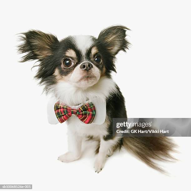 long haired chihuahua wearing bow tie on white background, close-up - long haired chihuahua stock-fotos und bilder