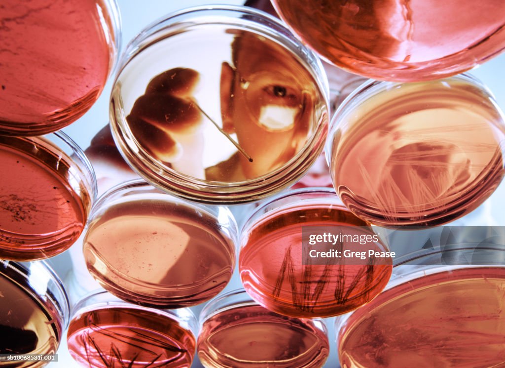 Researcher examining cultures in petri dishes, close-up, low angle view
